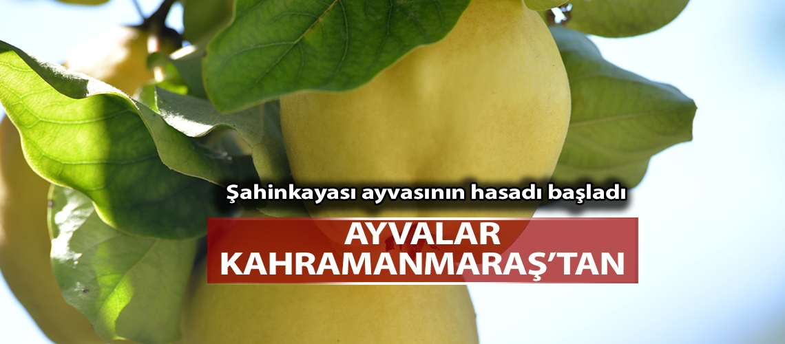 Ayvalar Kahramanmaraş’tan