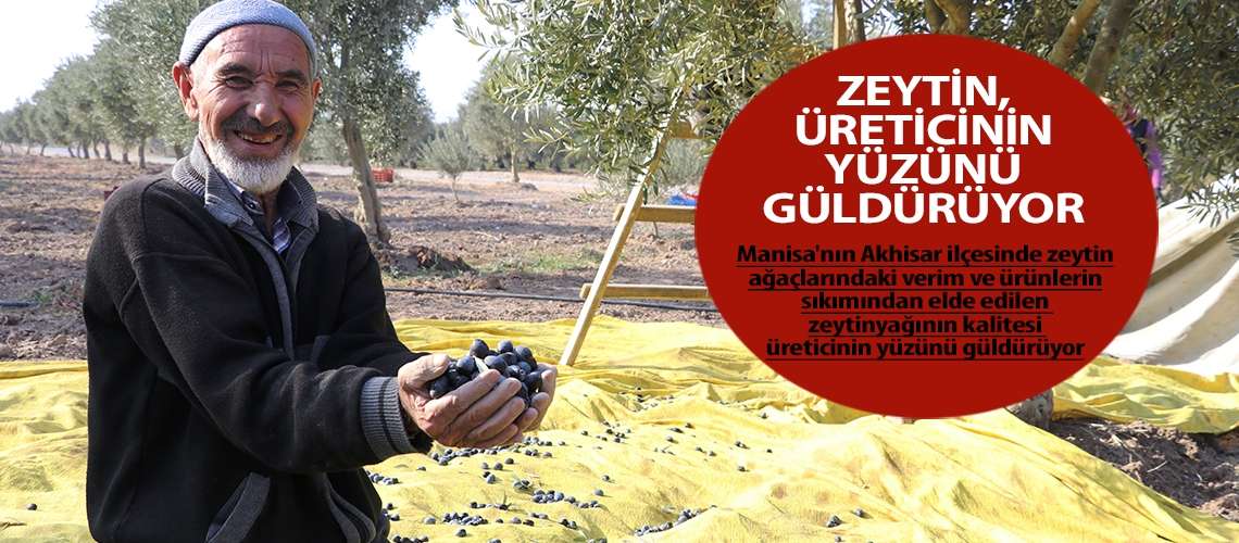 Zeytin, üreticinin yüzünü güldürüyor