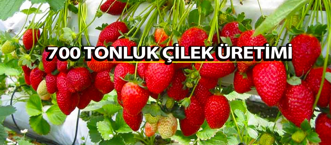 700 tonluk çilek üretimi