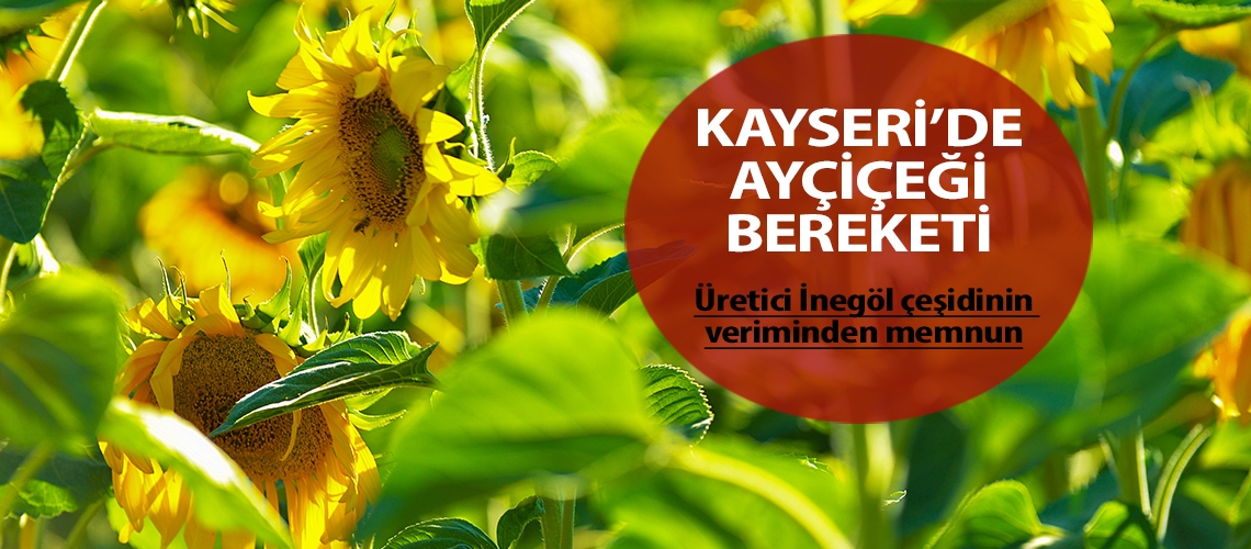 Kayseri’de ayçiçeği bereketi