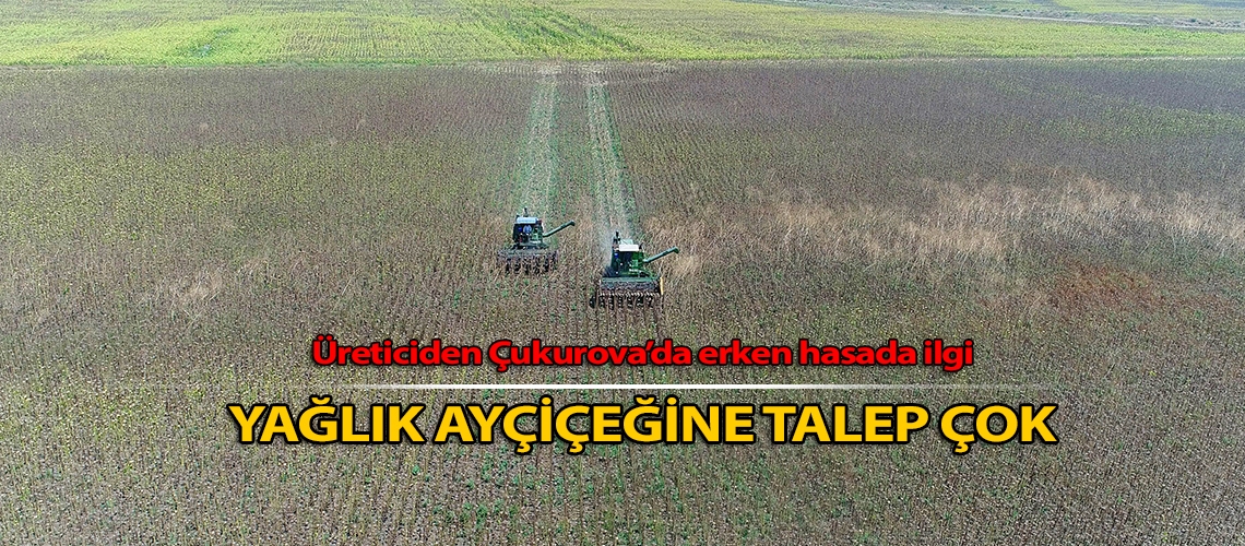 Yağlık ayçiçeğine talep çok
