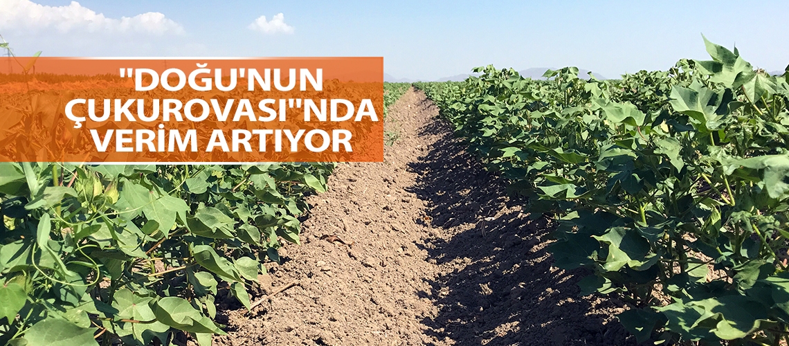 Iğdır’da pamuk üretimi yaygınlaşıyor