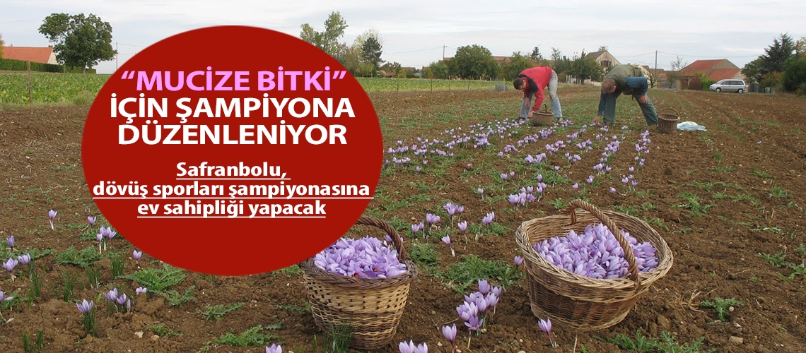 “Mucize bitki” için şampiyona düzenleniyor