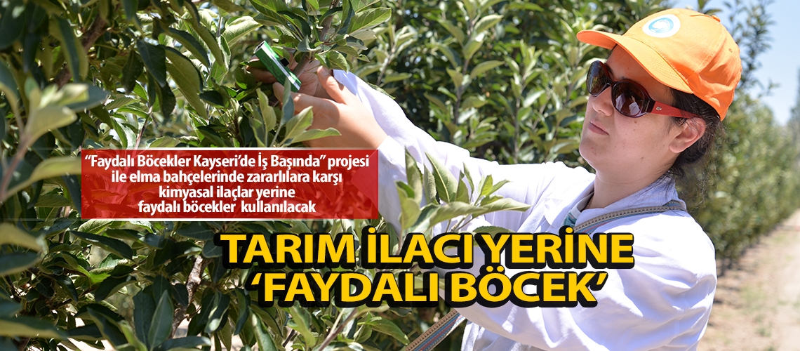 Faydalı Böcekler Kayseri’de İş Başında