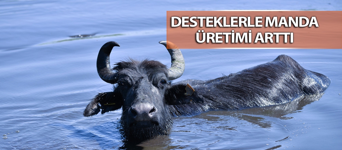 Kayserili üreticiler kaliteli manda sütü elde ediyor