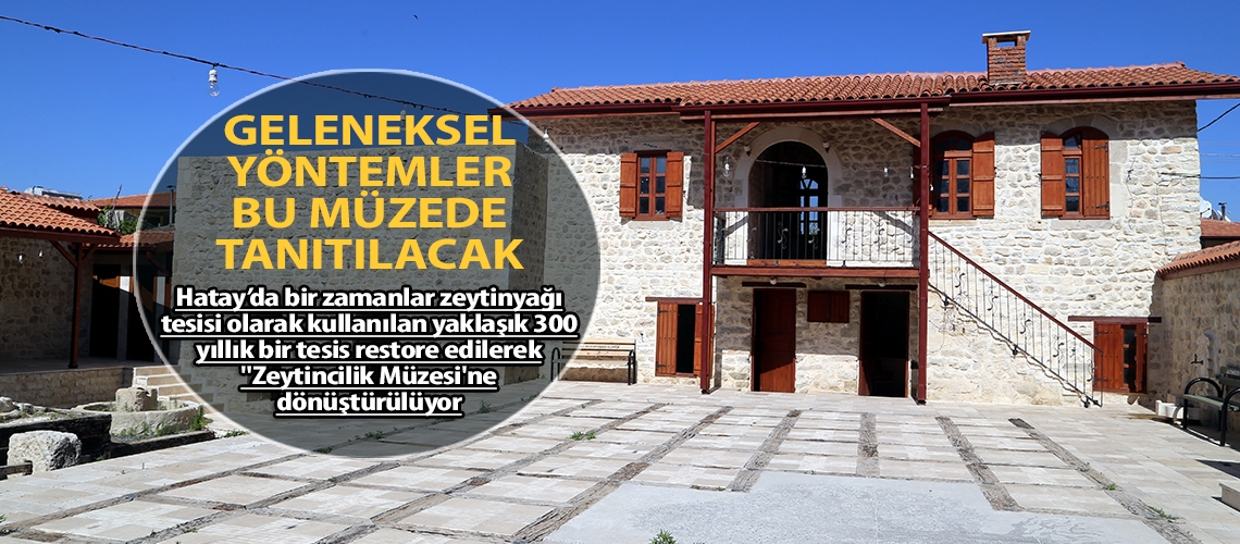 Doğu Akdeniz'in ilk zeytincilik müzesi Hatay’da açılıyor