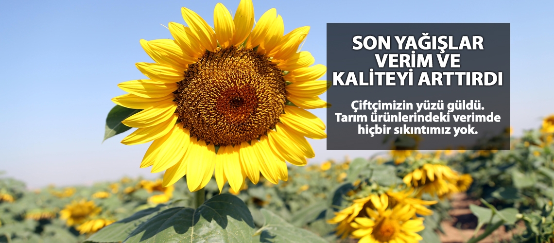 Son yağışlar verim ve kaliteyi arttırdı