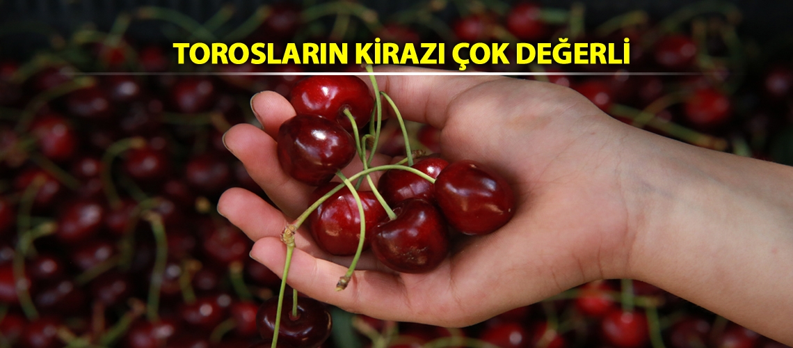 Torosların kirazı çok değerli