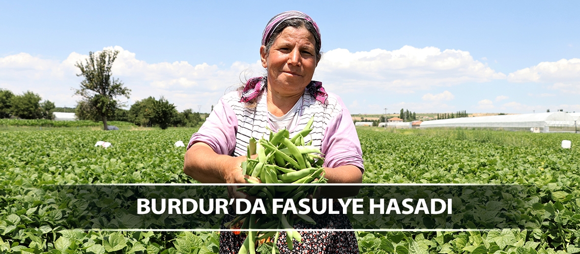 Burdur’da fasulye hasadı