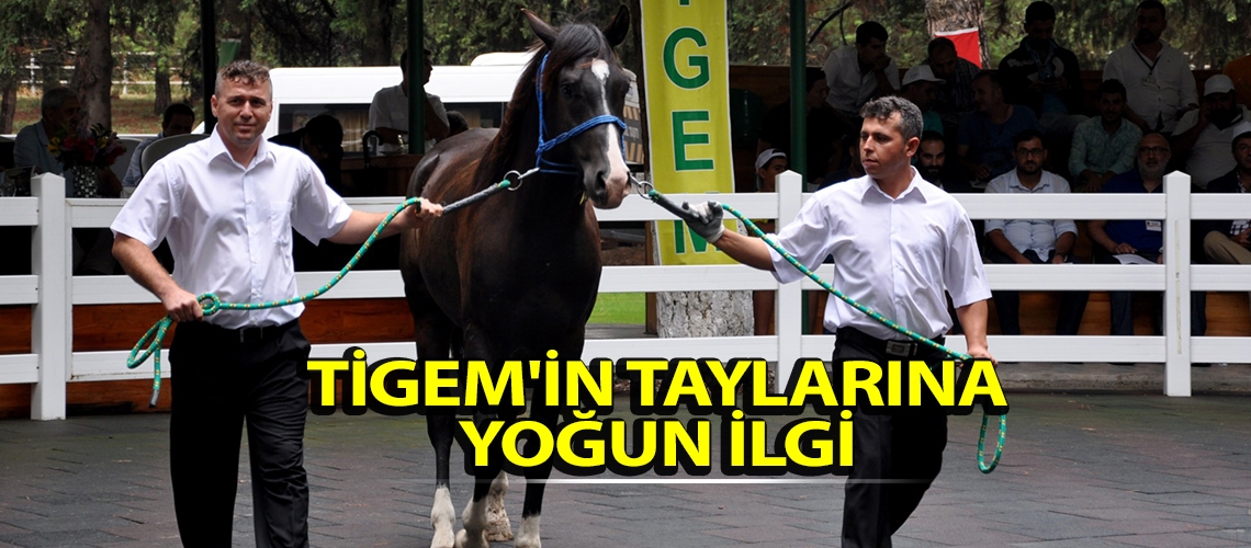 TİGEM'in taylarına yoğun ilgi