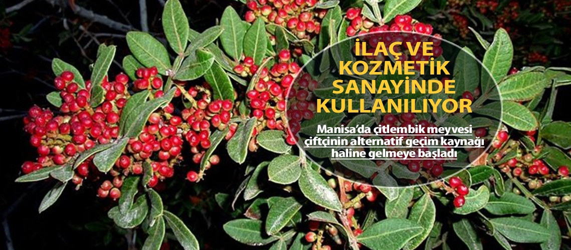 Çitlembik alternatif geçim kaynağı