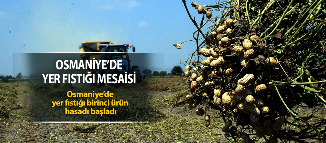 Yer fıstığı hasadı başladı