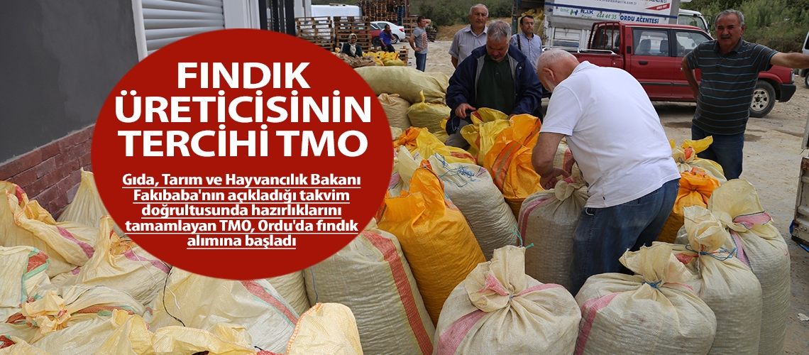 TMO fındık alımına başladı