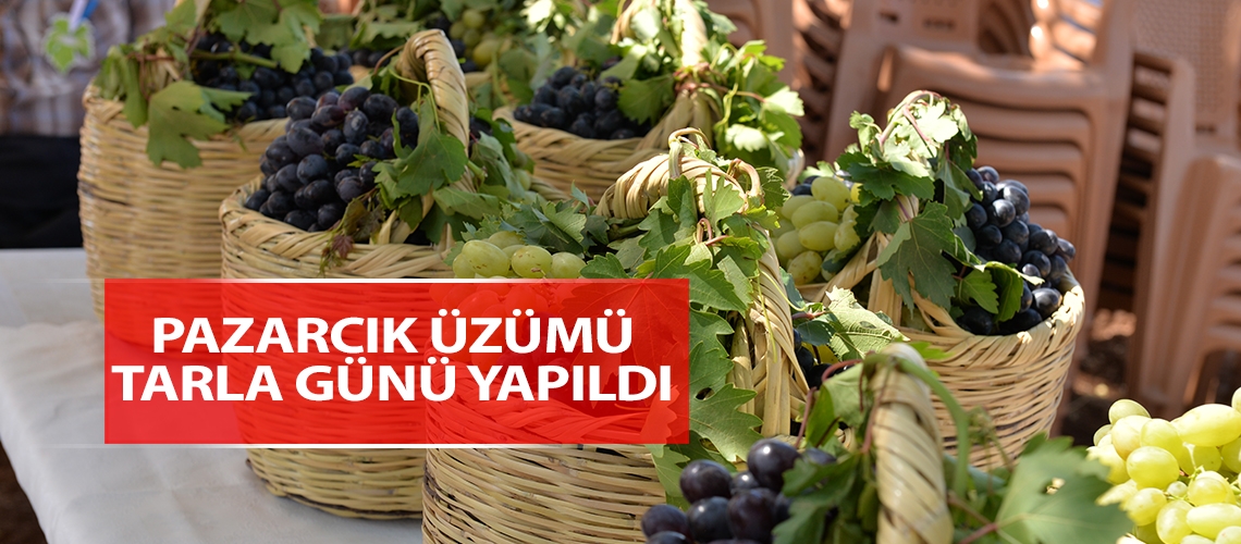 Kahramanmaraş’ta üzüm hasadı