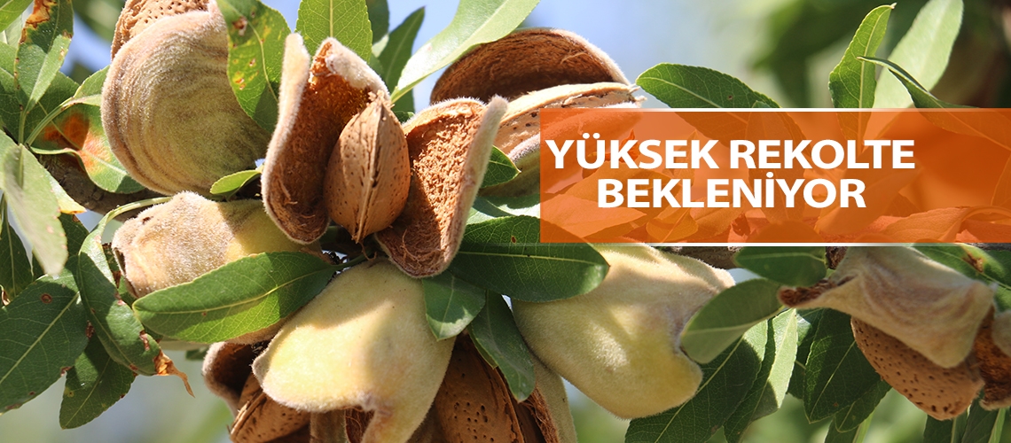 Badem hasadı yüzleri güldürüyor