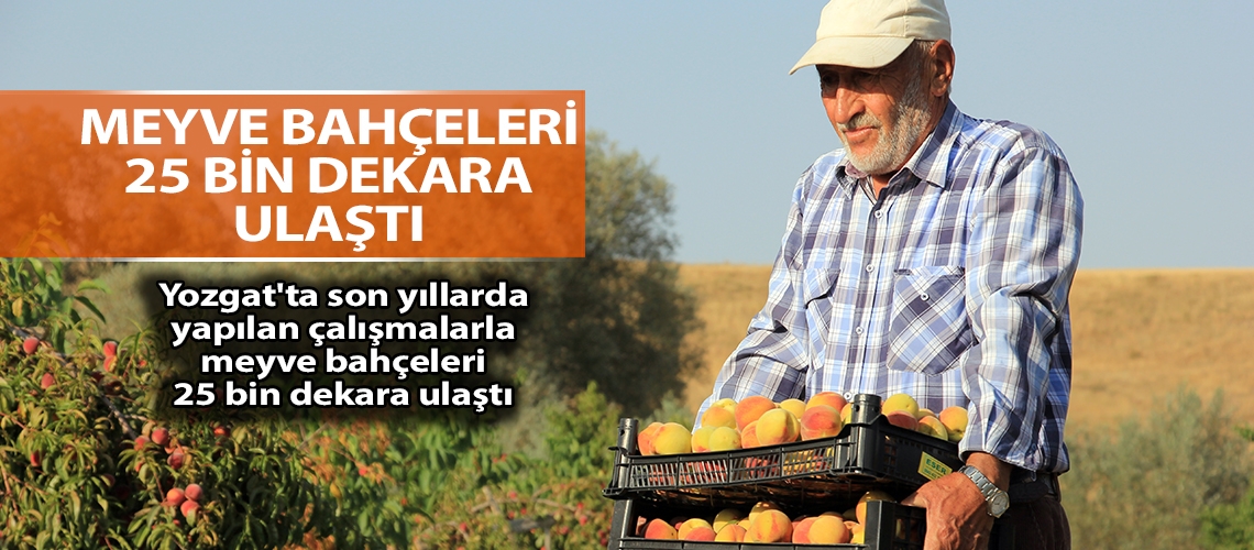 Yozgat'ta meyvecilik gelişiyor