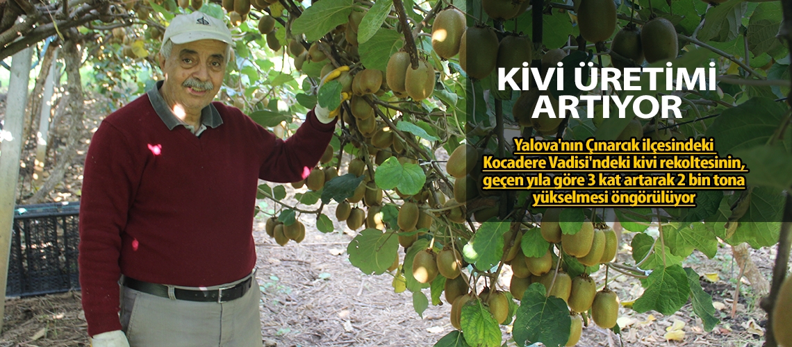 Kocadere Vadisi'nde kivi üretimi artıyor