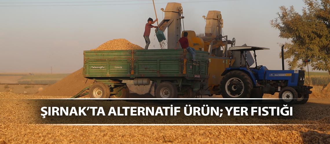 Şırnak’ta alternatif ürün; yer fıstığı