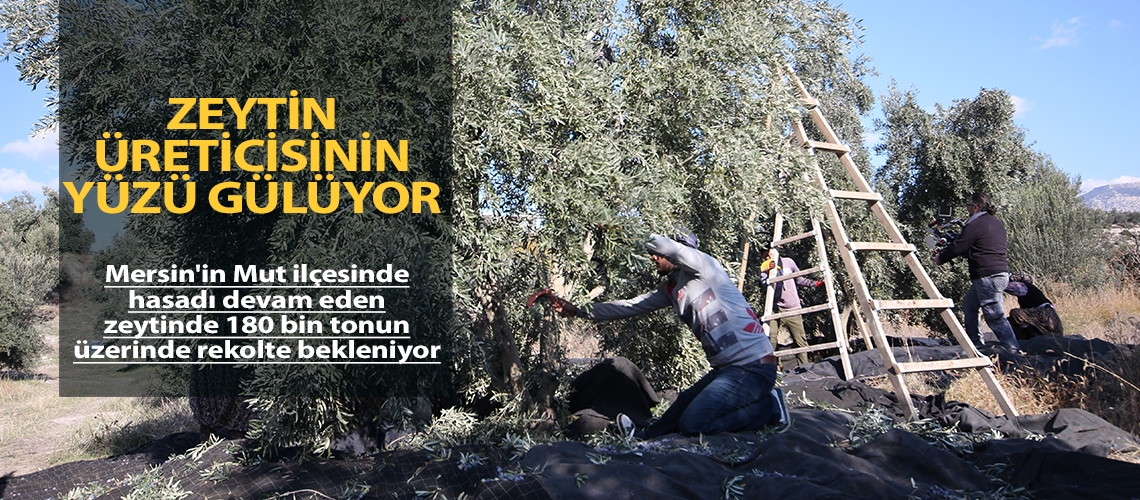 Zeytin üreticisinin yüzü gülüyor