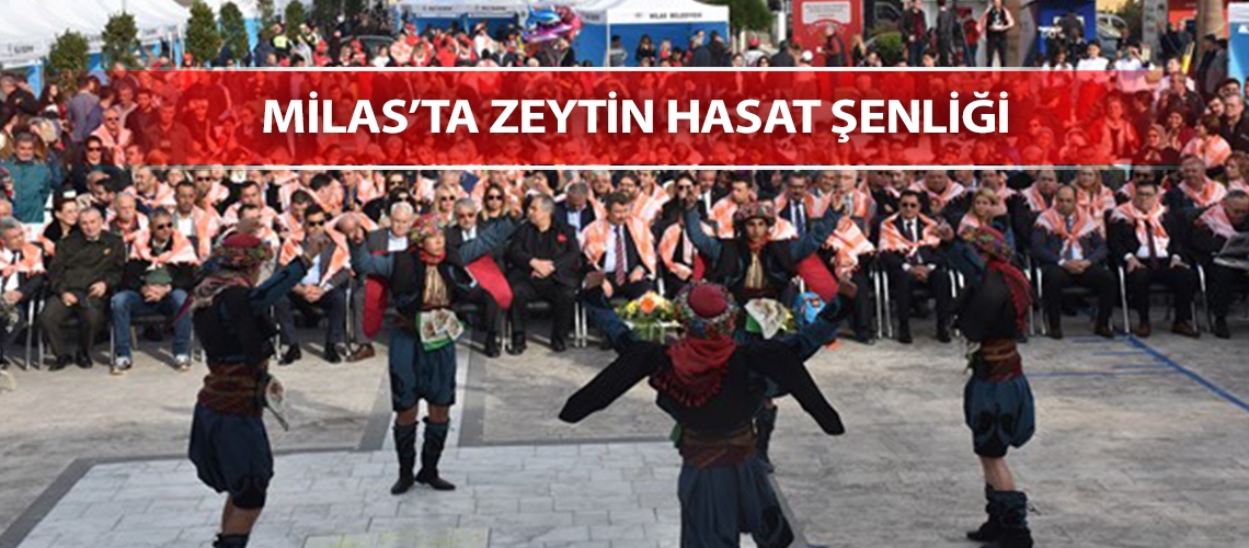 Milas’ta Zeytin Hasat Şenliği