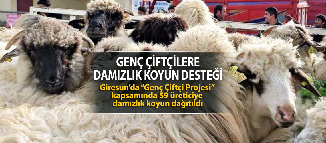 Genç çiftçilere damızlık koyun desteği