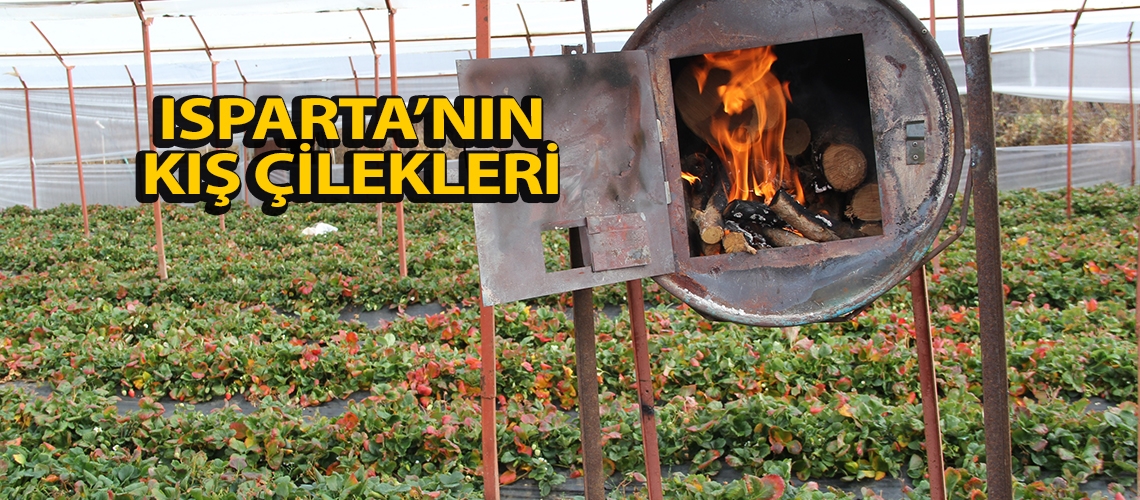 Isparta’nın kış çilekleri