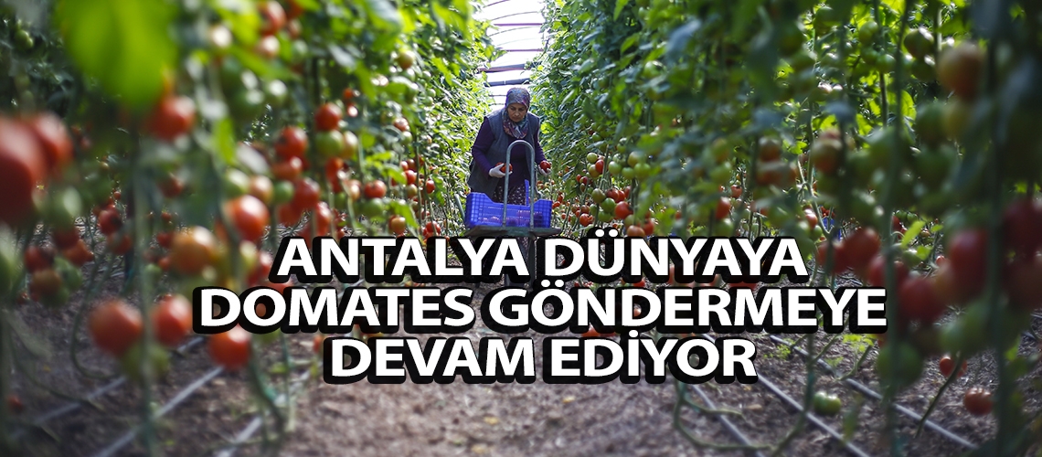 Antalya dünyaya domates göndermeye devam ediyor