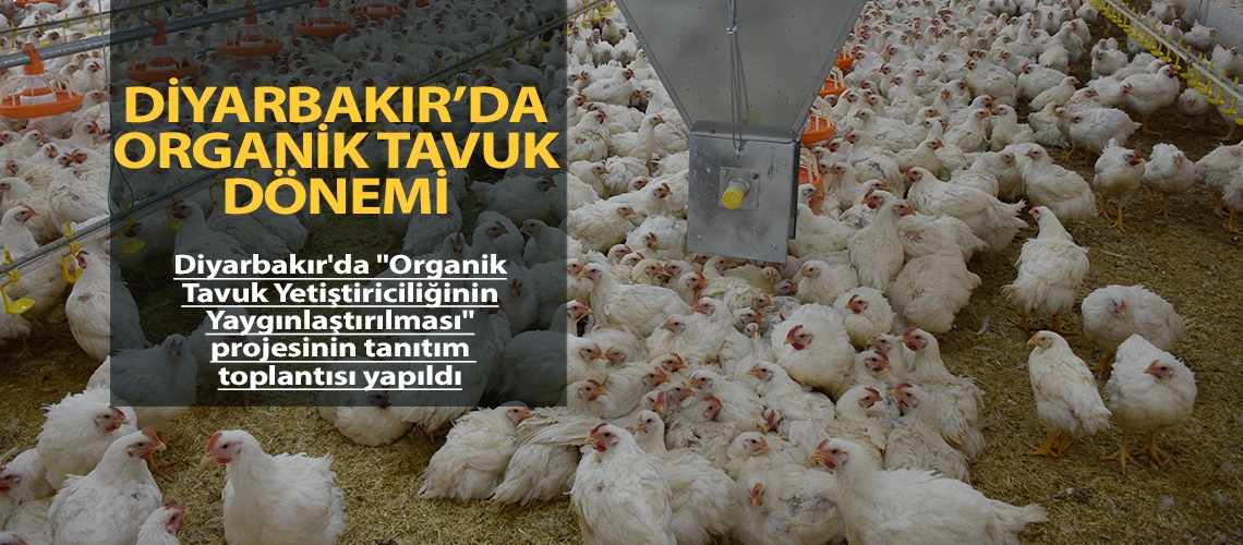 Diyarbakır’da organik tavuk dönemi