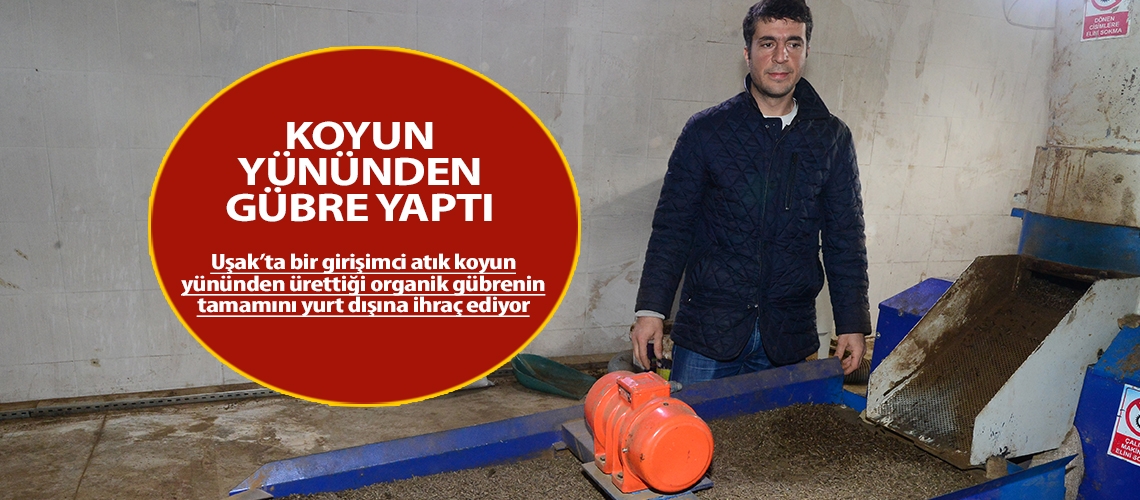 Koyun yününden gübre yaptı.
