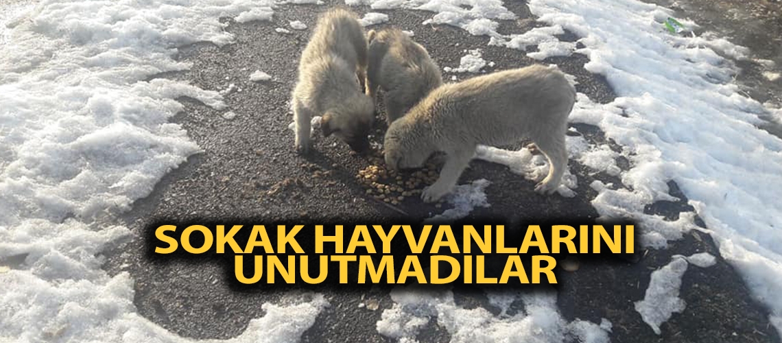 Sokak hayvanlarını unutmadılar