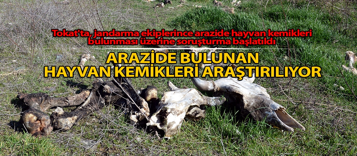 Arazide bulunan hayvan kemikleri araştırılıyor