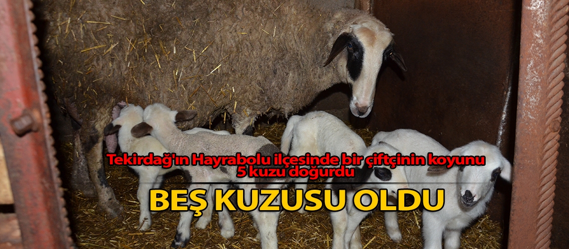 Beş kuzusu oldu