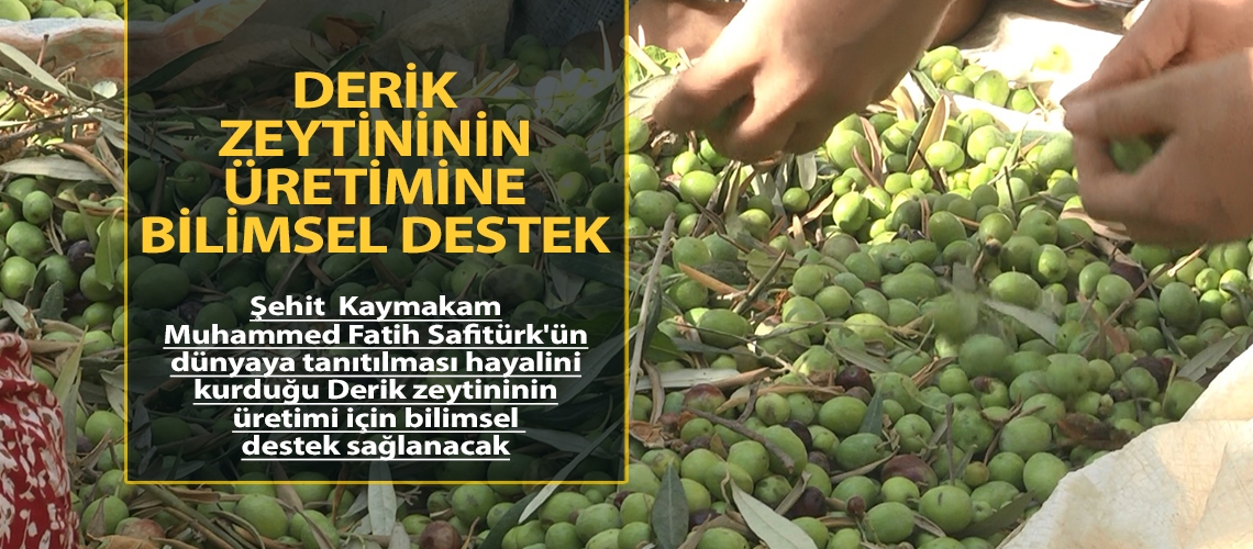 Derik zeytininin üretimine bilimsel destek
