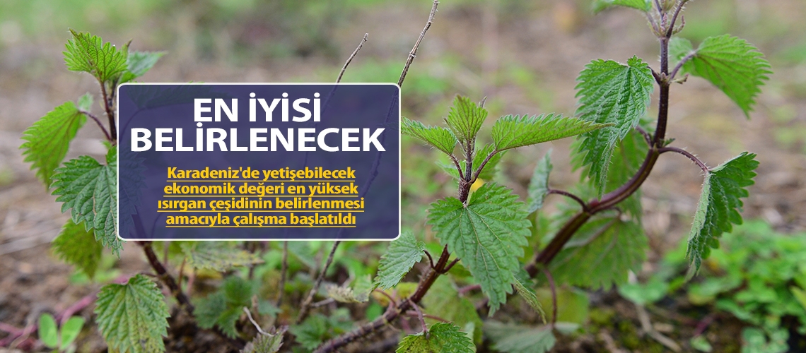 Isırgan otunun en iyisi belirlenecek