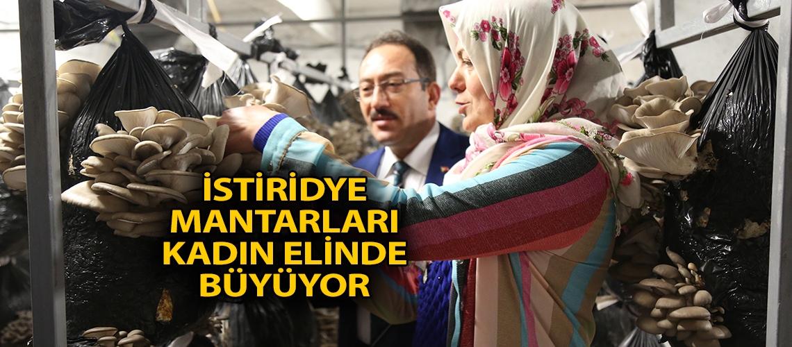 İstiridye mantarları kadın elinde büyüyor