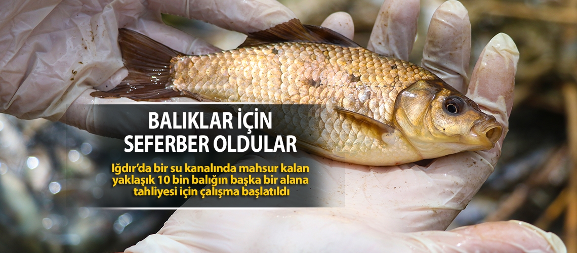 Balıklar için seferber oldular