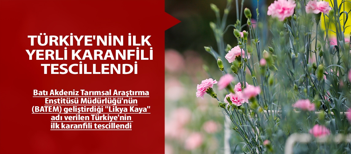 Türkiye'nin ilk yerli karanfili tescillendi