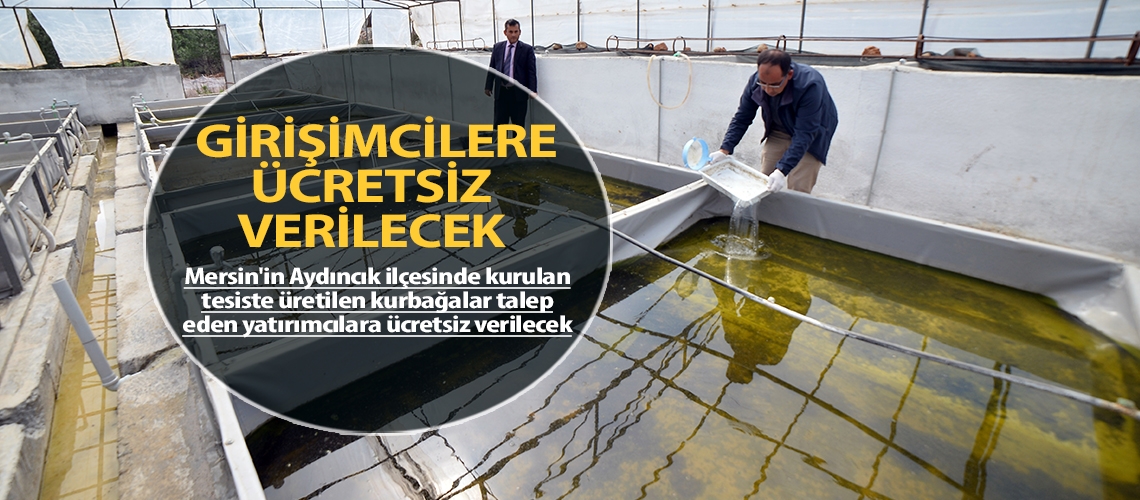Kurbağalar girişimcilere ücretsiz verilecek