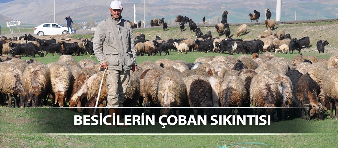 Besicilerin çoban sıkıntısı