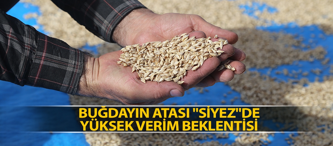 Buğdayın atası 