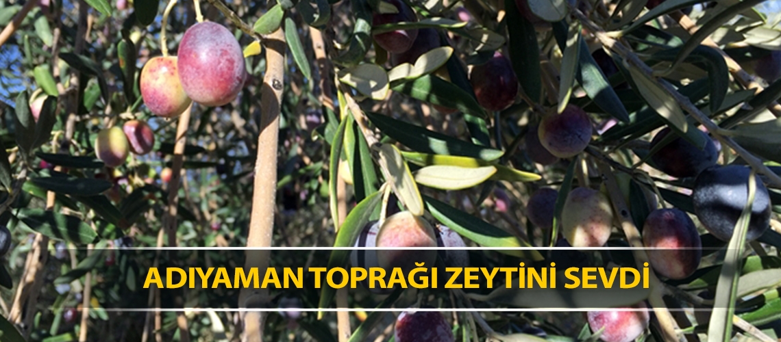 Adıyaman toprağı zeytini sevdi