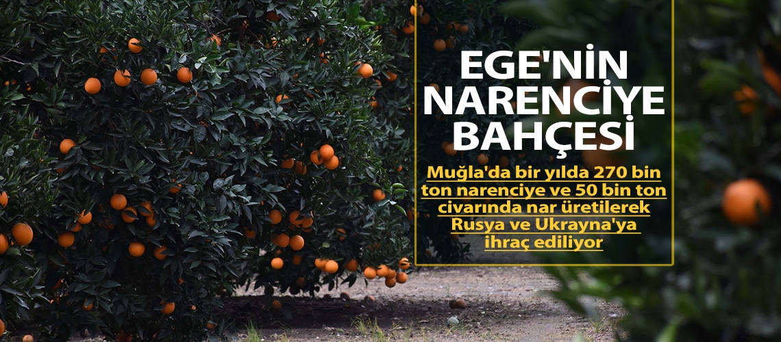 Ege'nin narenciye bahçesi