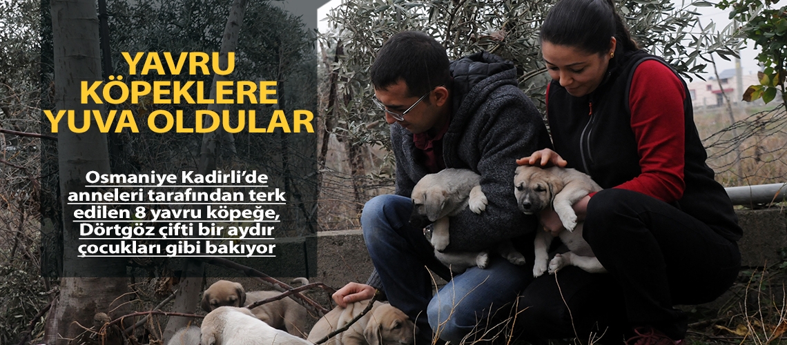 Yavru köpeklere yuva oldular