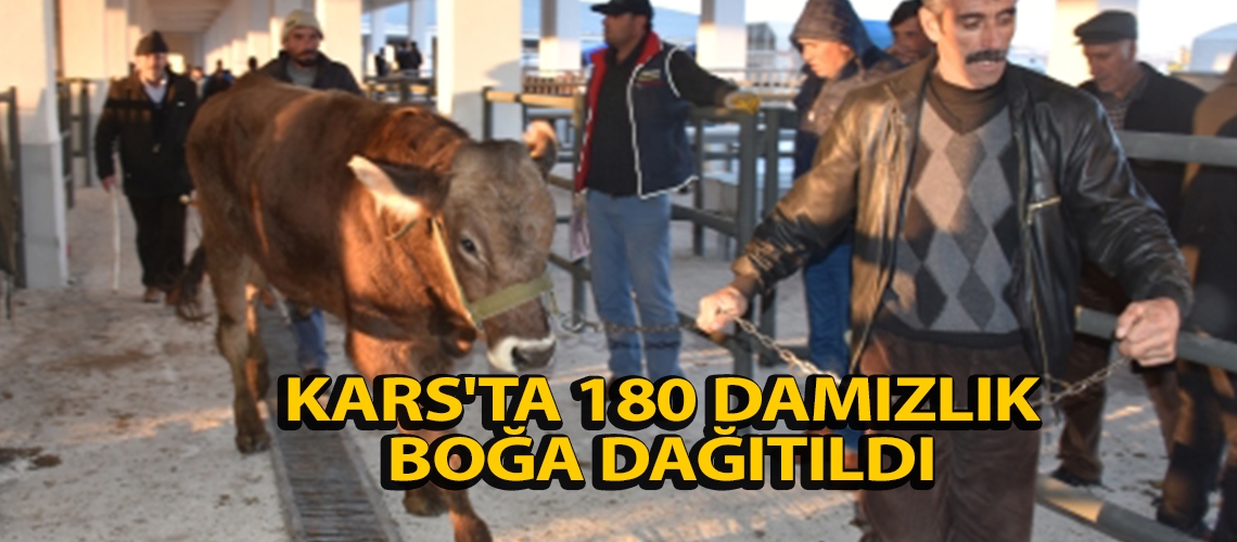 Kars'ta 180 damızlık boğa dağıtıldı
