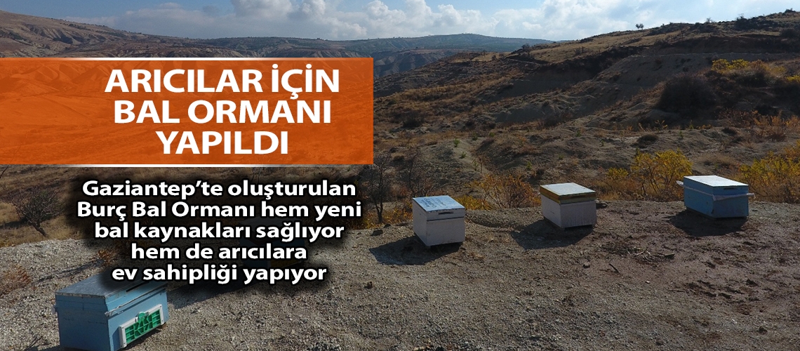Arıcılar için bal ormanı yapıldı