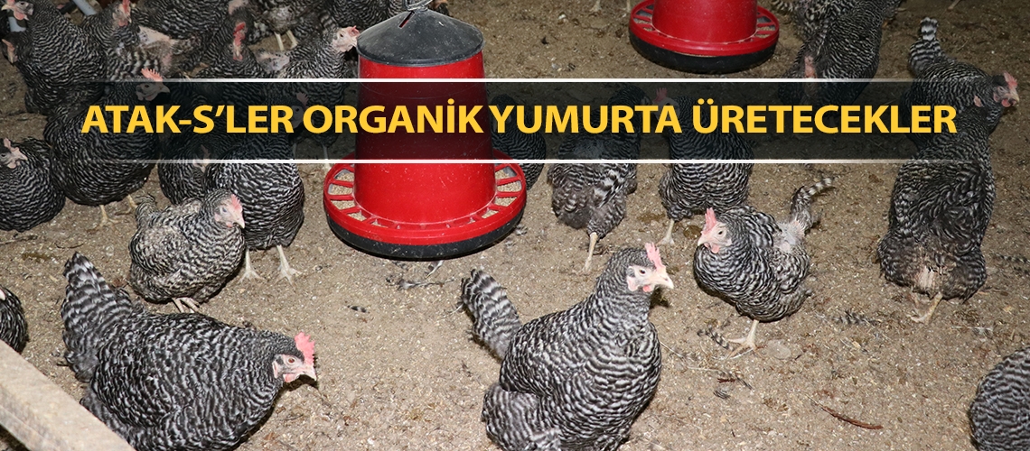 ATAK-S’ler organik yumurta üretecekler
