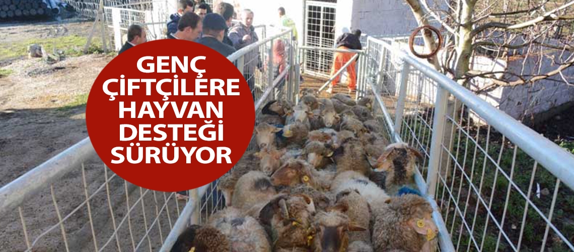 Genç çiftçilere hayvan desteği sürüyor
