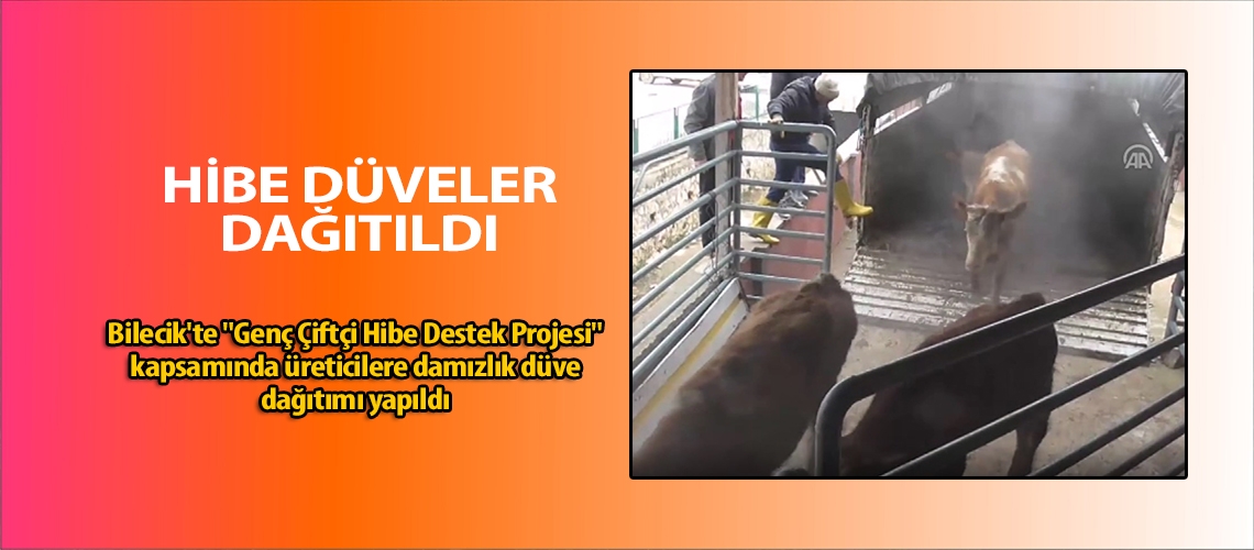 Genç çiftçilere hibe düveler dağıtıldı