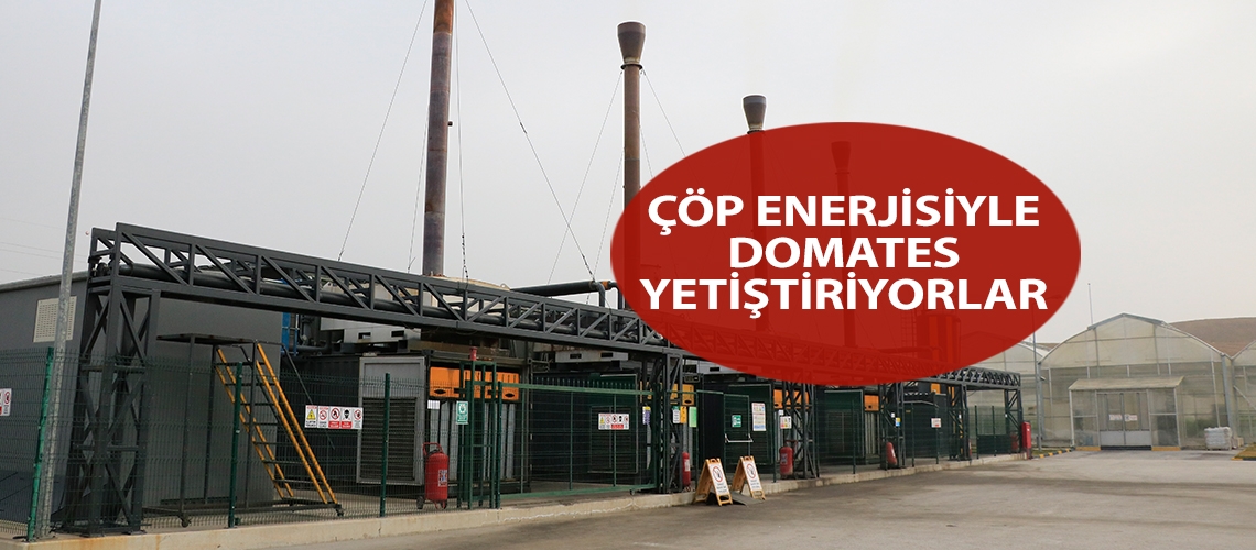 Çöp enerjisiyle domates yetiştiriyorlar