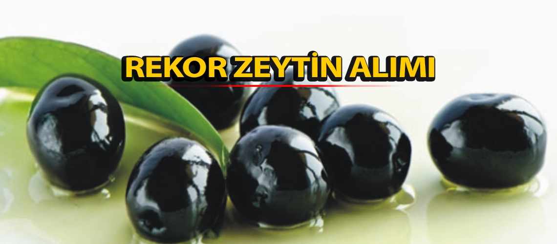 Rekor zeytin alımı